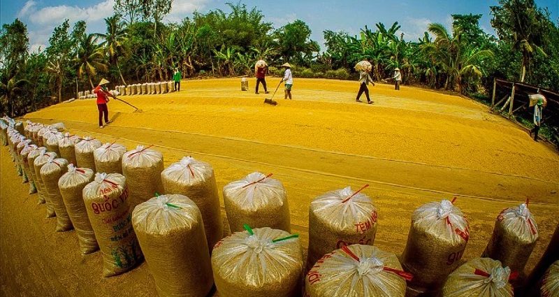 doanh-nghiep-lua-gao-than-trong-khi-gia-gao-tang-cao-1