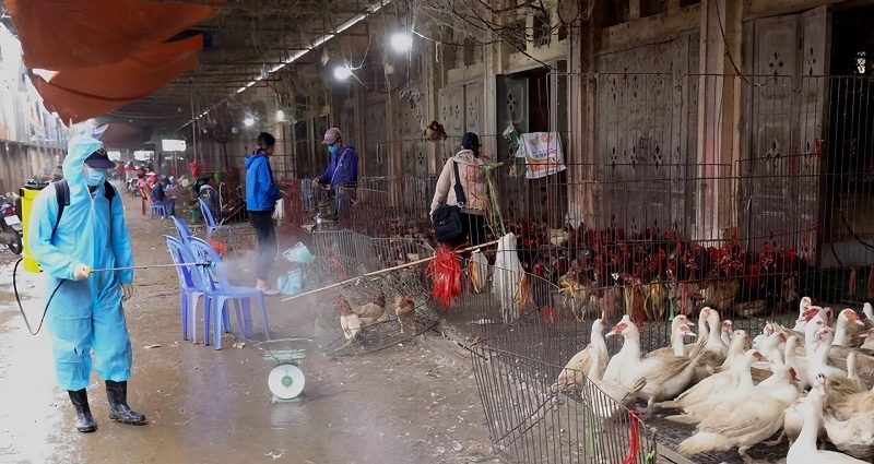 nhieu-nguoi-campuchia-tu-vong-vi-cum-gia-cam-viet-nam-yeu-cau-chan-ngay-tinh-trang-nhap-lau-gia-cam-vao-viet-nam-2