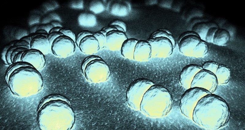 my-canh-bao-chung-vi-khuan-gay-viem-nao-mo-cau-hiem-gap-1-2