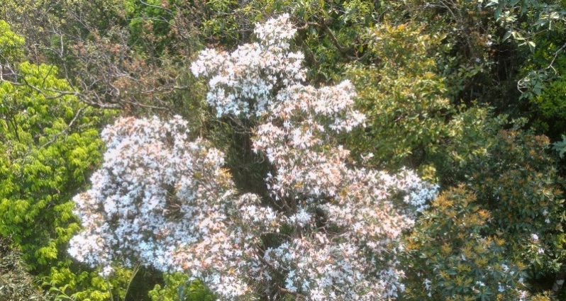 mua-hoa-do-quyen-trang-tren-dinh-bach-ma-mua-hoa